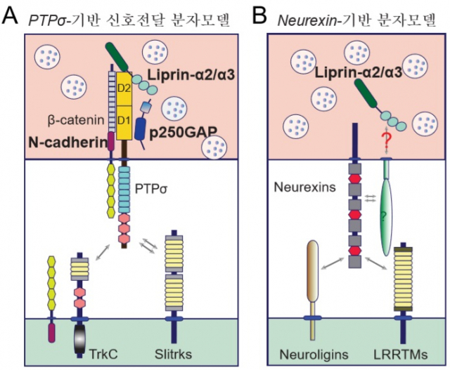 PTPσ 단백질 기반의 신경세포 신호전달 모델(왼쪽)과 뉴렉신(neurexin) 단백질 기반 분자모델. DGIST 제공