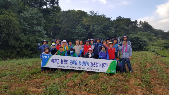 13일 농·축협 임직원 30여 명이 농삿일에 어려움을 겪고 있는 지 씨의 농가를 찾아 농촌일손돕기를 했다. 농협예천군지부 제공