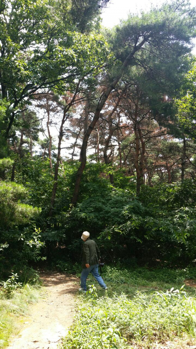 세계자연유산 남산자락의 소나무 100여그루가 말라죽은 채 발견됐다. 이채수 기자