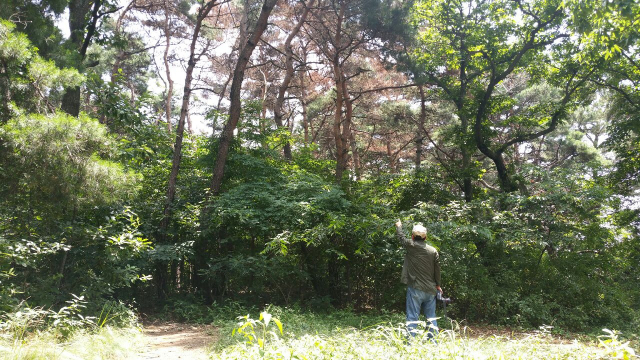 세계자연유산 남산자락의 소나무 백여그루가 말라죽은 채 발견됐다. 이채수 기자