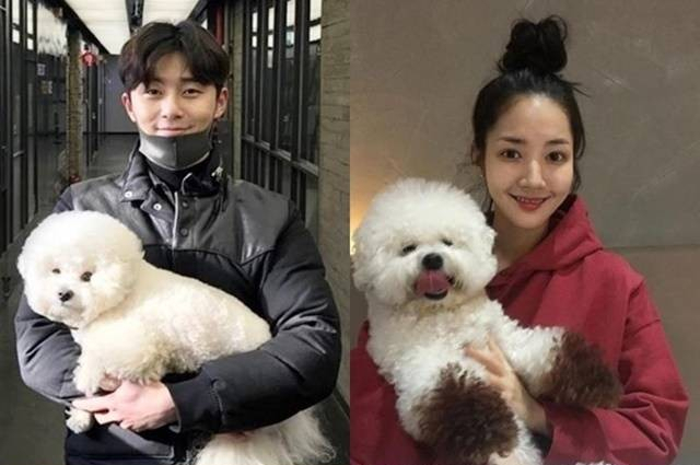네티즌이 주장하는 박서준 박민영 열애설 증거. 똑같은 애완견
