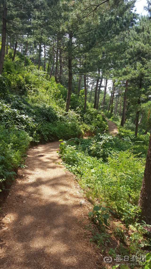 백두대간수목원 만병초원. 김태진 기자 jiny@msnet.co.kr