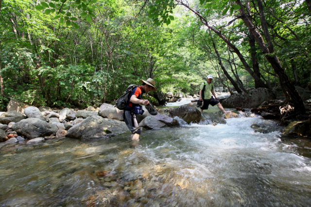 한여름의 신비를 간직한 능강계곡.충북도 제공
