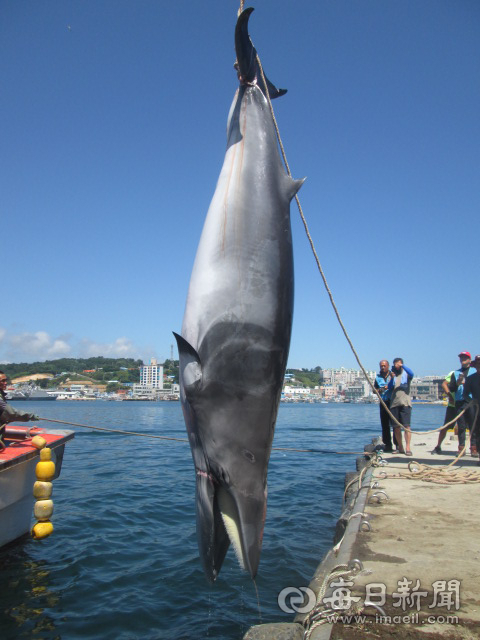 바다의 로또라 불리는 밍크고래가 울진 앞바다에서 통발그물에 걸려 죽은 채 발견됐다. 울진해양경찰서 제공