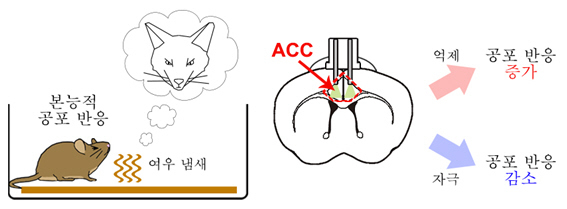 국내 연구진이 선천적인 공포 반응을 일으키게 하는 뇌 신경 회로를 발견했다. 한국과학기술원(KAIST) 생명과학과 한진희 교수와 한국뇌연구원(KBRI) 뇌신경망연구부 박형주 박사 공동 연구팀은 전두엽-편도체 회로를 통한 공포 반응 조절 원리를 최초로 규명했다고 7일 밝혔다. 연합뉴스