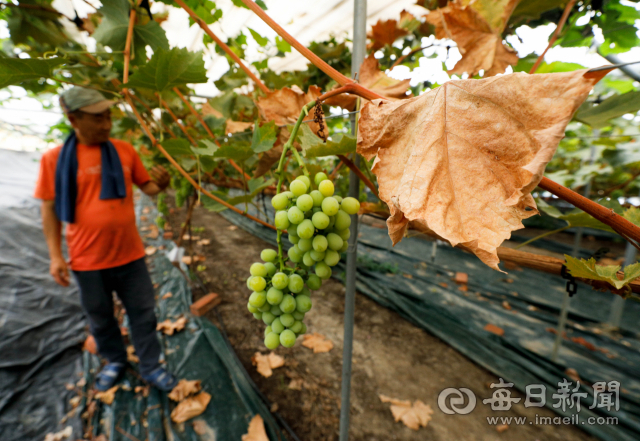 8일 김천시 봉산면 포도 재배 농가에서 잎이 폭염으로 누렇게 타들어가고 있다. 지난달 11일부터 지속된 폭염으로 경북에서는 600ha가 넘는 농작물이 피해를 입었다. 우태욱 기자 woo@msnet.co.kr