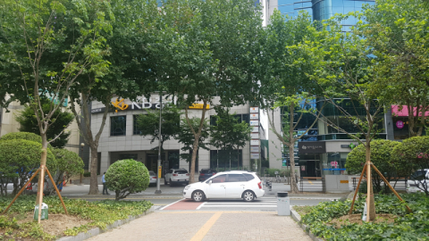 3일 찾은 수성구 범어네거리 인근 교통섬 그늘목. 신호등과 거리가 먼 화단에 심겨져 있고 나무의 크기도 작아 그늘 효과에 우려가 제기되고 있다. 이주형 기자