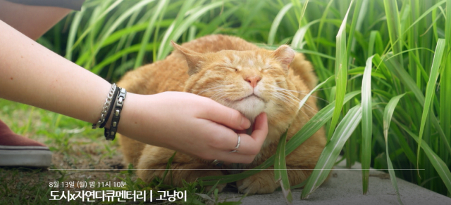 MBC TV MBC스페셜이 길고양이들의 도시 생존기를 담은 