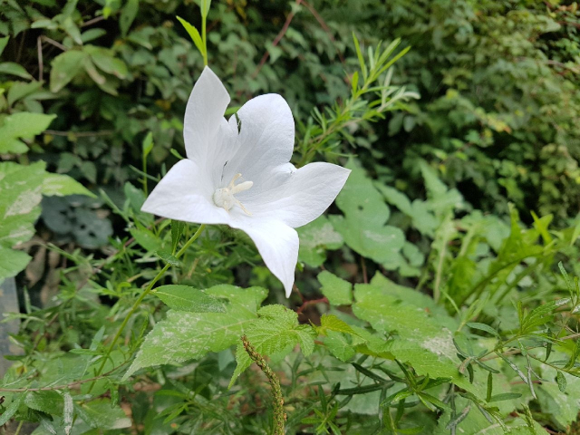 백도라지꽃