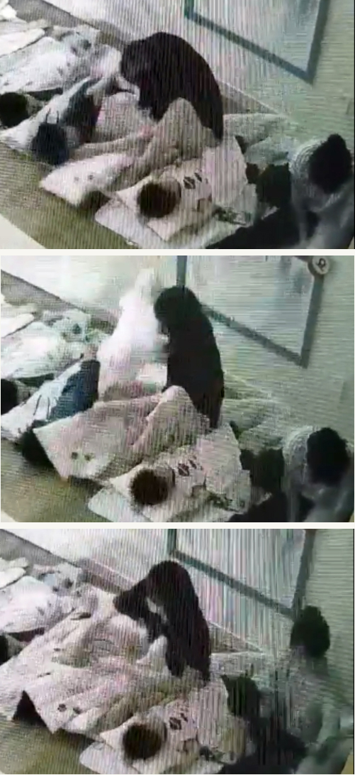 구미 고아읍 어린이집 보육교사가 잠을 자지 않는 아이에게 이불을 뒤집어 씌우고 있는 모습이 CCTV에 찍혔다. 학부모들은 경찰이 부실·축소 수사를 했다고 주장하고 있다. 학부모 제공