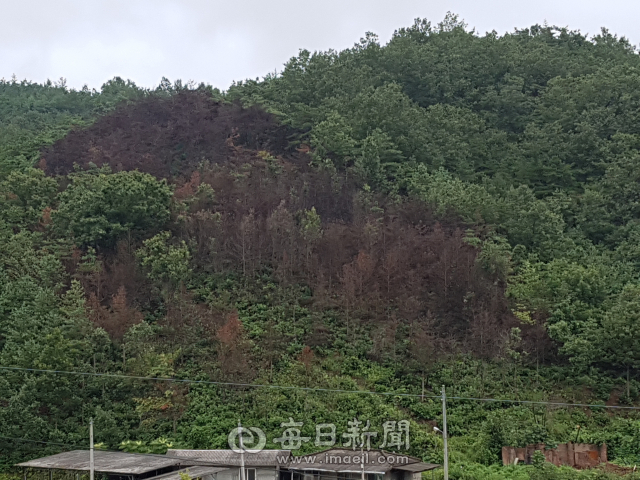 3일 중앙고속도로 원주 방향 안동나들목을 3㎞를 남겨둔 지점에서 내려다본 안동 한 야산의 모습. 나무 수백그루가 고사했다. 전종훈 기자