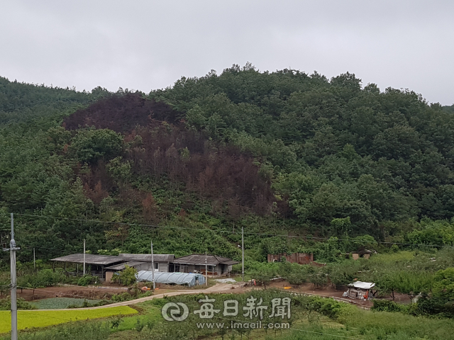 3일 안동의 한 야산에 나무 수백그루가 고사해있다. 전종훈 기자