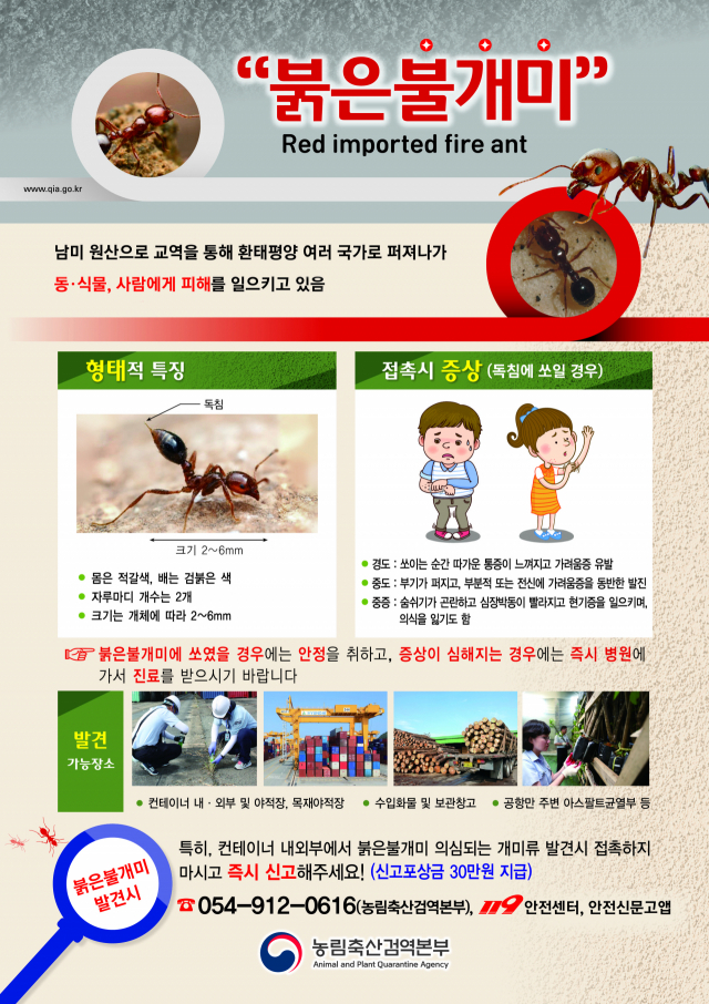 붉은불개미 신고 안내 포스터. 안전신문고 제공