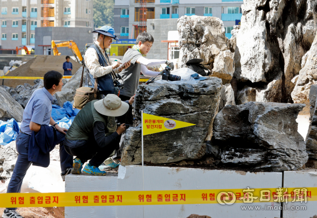 대구 시내 한 아파트 건설현장에 반입된 조경용 중국산 석재에서 붉은불개미가 발견돼 18일 환경당국 관계자들이 합동조사를 하고 있다. 우태욱 기자 woo@msnet.co.kr