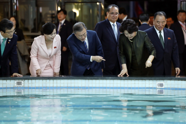 문재인 대통령과 김정숙 여사가 19일 오후 평양 대동강 수산물 식당을 찾아 수조 속 철갑상어를 구경하고 있다. 연합뉴스