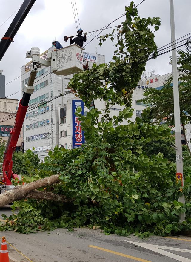 20일 오후 대구시 북구 읍내동 칠곡가톨릭병원 앞 도로에 있는 가로수가 전선 위로 넘어져 한전 관계자들이 현장을 수습하고 있다. 연합뉴스
