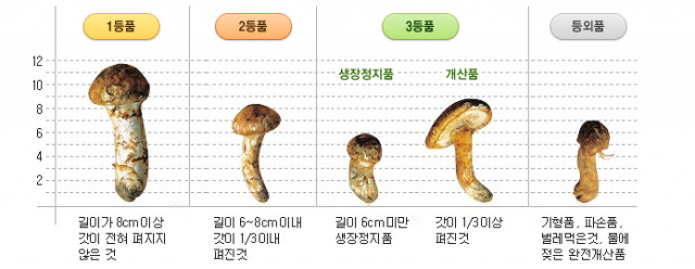 송이버섯 등급 기준표. 산림조합중앙회