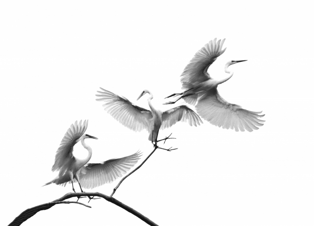 조규순 작 