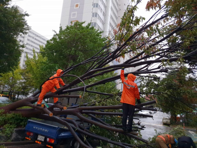 제25호 태풍 콩레이가 접근한 6일 오전 광주 북구 오치동 한 아파트단지에서 가로수가 강풍으로 쓰러져 소방대원이 안전조처를 하고 있다. 연합뉴스