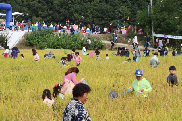 성주가야산 황금들녘 메뚜기잡기 체험축제에 온 관람·체험객들이 누렇게 익은 벼논에서 메뚜기를 잡고 있다. 성주군 제공