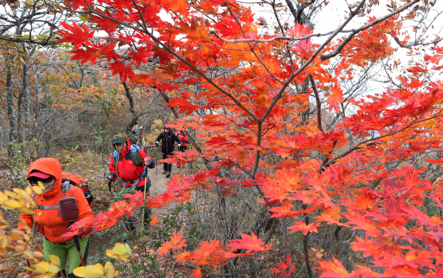 10일 강원 양양군 설악산 국립공원 한계령 구간의 단풍 사이로 등산객들이 발걸음을 옮기고 있다. 설악산 국립공원관리공단은 오는 18일께 설악산 단풍이 절정에 이를 것으로 예상하고 있다. 연합뉴스