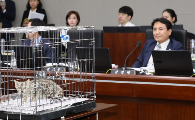 10일 정부세종청사에서 열린 국회 정무위원회 국정감사에서 자유한국당 김진태 의원(오른쪽)이 푸마를 닮은 벵갈 고양이를 놓고 대전동물원 푸마 사살 관련 질의를 하고 있다. 연합뉴스