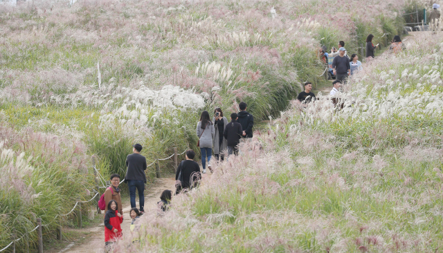 서울 마포구 하늘공원을 찾은 시민들이 억새밭 사이를 산책하며 가을 정취를 만끽하고 있다. 연합뉴스