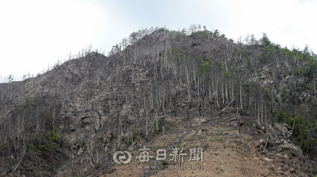 봉화 영풍석포제련소 주변 야산은 앙상한 가지만 남긴 채 고사한 나무들이 한 가득이다. 김영진 기자 kyjmaeil@msnet.co.kr