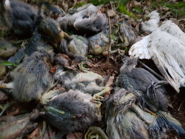 안동시 와룡면 오천리 철새 군란지에서는 매년 물고기 집단 폐사와 같은 왜가리와 백로 폐사 현상도 발생하고 있다. 낙동강사랑환경보존회 제공