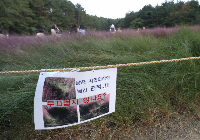 16일 울산대공원에 조성된 핑크뮬리밭 일부분이 훼손돼 있다. 대공원 측은 핑크뮬리가 훼손된 곳을 복구하지 않고, 그 자리에 