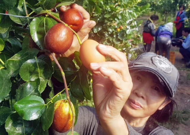 대추따는 모습. 연합뉴스