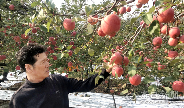 대구 사과는 과거 전국적 인기를 누렸지만 도시 면적 확장과 기후변화로 재배 면적이 점점 줄어드는 등 위기를 맞고 있다. 치근 대구 동구 평광동 한 과수원에서 사과 재배 농민이 사과나무를 바라보고 있다. 김근우 기자