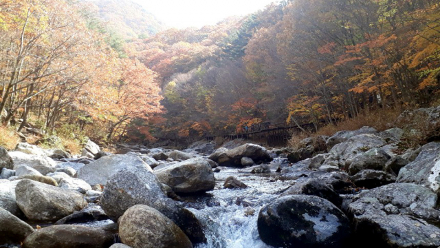 전북 남원시 산내면의 지리산 뱀사골 단풍이 절정을 이룬 가운데 29일 등산객의 발길이 이어지고 있다. 연합뉴스