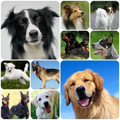 이미지 출처: http://4urdogs.blogspot.com/2012/07/top-10-most-intelligent-dog-breeds.html