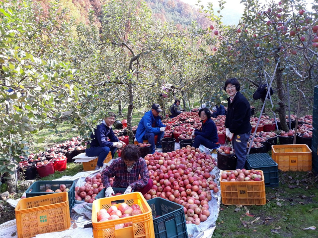 의성군 보건소는 춘산면 효선2리에서 사과 따기 일손을 도왔다. 의성군 제공