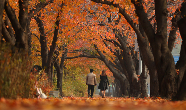 단풍으로 물든 서울 영등포구 여의서로 산책로. 연합뉴스