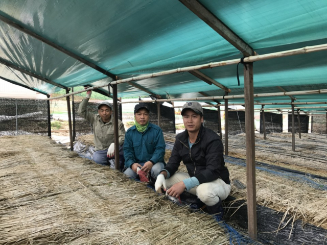베트남에서 온 외국인근로자들이 인삼밭에서 작업을 돕고 있다. 영주시 제공