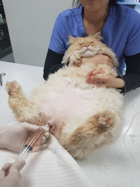 마호(8살·페르시안)가 치료를 받는 모습. 출처 탑스동물메디컬센터