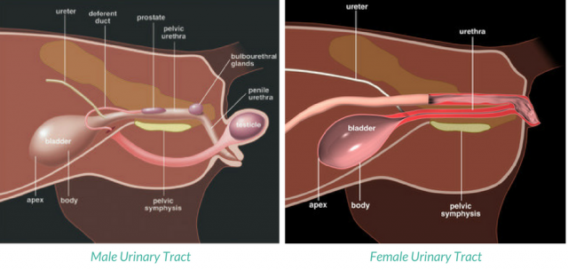 고양이의 생식기 구조. 출처 https://catfriendly.com/feline-diseases