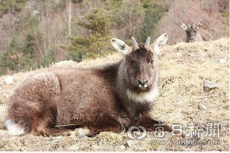 멸종위기종이자 천연기념물인 산양의 보호를 위한 용역이 최근 환경부 지침으로 시행될 예정이다. 매일신문 DB