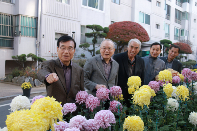 대구 달서구 월성동서타운은 지난 2010년부터 한 주민이 키운 국화꽃 화분과 화단 덕분에 단지 내 주민 교류가 늘었다. 국화꽃을 키운 김상래(왼쪽부터) 씨가 다른 주민 변성수, 조상길 씨와 박점수 관리소장, 최재돈 입주자대표회의 회장에게 국화의 특성을 설명하고 있다. 홍준헌 기자