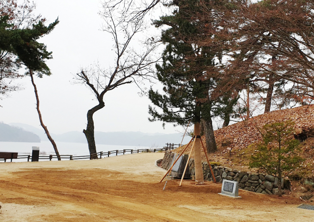 경북 안동시는 도산서원 안에 있는 일본 금송(金松)을 서원 밖으로 옮기고 그 자리에 퇴계 이황 선생이 아끼던 매화나무를 심었다고 29일 전했다. 연합뉴스
