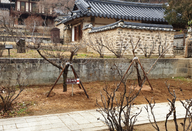 경북 안동시는 도산서원 안에 있는 일본 금송(金松)을 서원 밖으로 옮기고 그 자리에 퇴계 이황 선생이 아끼던 매화나무를 심었다고 29일 전했다. 연합뉴스