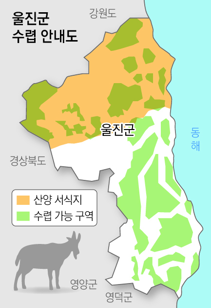 멸종위기종인 산양의 최대 서식지인 울진지역에 겨울 수렵장이 설치되며 산양 보호에 대한 우려가 커지고 있다. 울진군 제공