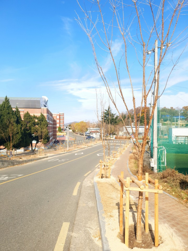 이팝나무식재