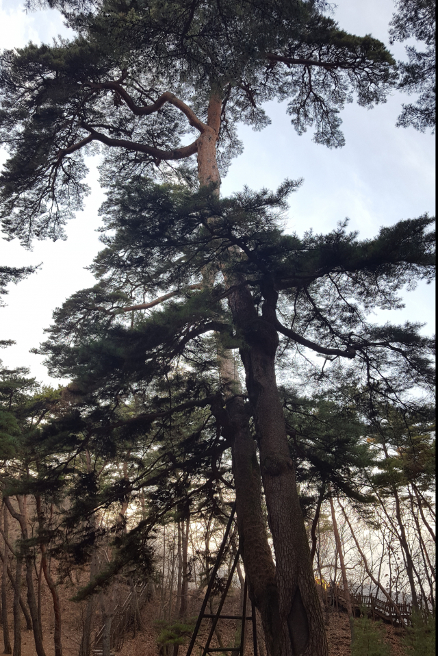 청령포에 있는 관음송(觀音松). 600년 수령으로 추정된다. 단종이 유배 기간 동안 이 소나무에 걸터앉아 통곡했다고 한다. 단종의 비참한 모습을 보고, 오열하는 소리를 들었다 해서