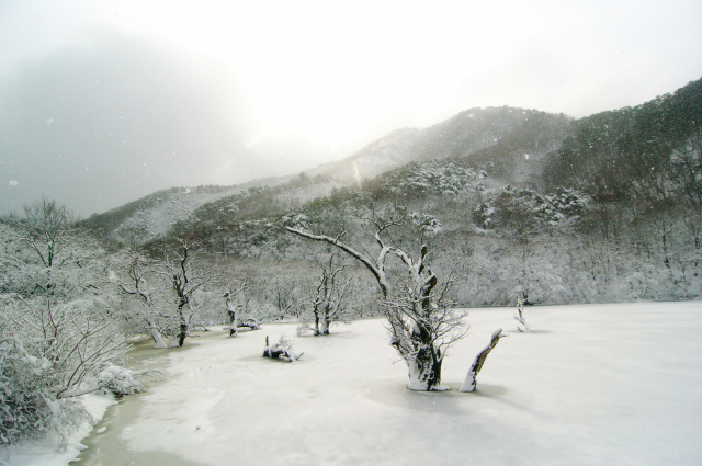 폭설로 마치 지상에 뿌리를 내린 것 같은 주산지 왕버들 모습. 주산지는 저수지로 이곳 안에 300년 넘은 왕버들이 자라고 있다. 최근 이곳 소재 이전리 마을 주민들이 마을 이름을 