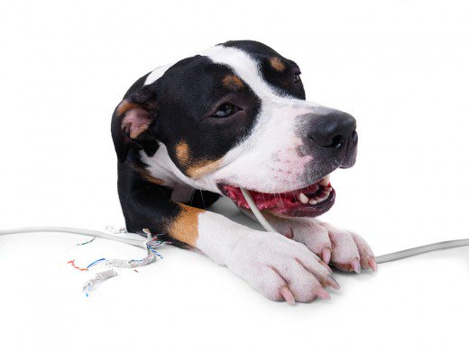 전선 감전 사고의 위험성 (이미지 출처: https://pethelpful.com/dogs)