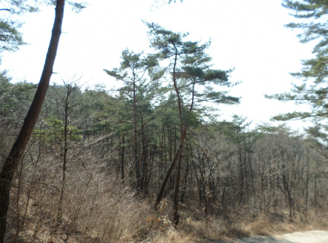 손곡동 임야