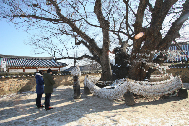 하회마을을 방문한 커플이 삼신당 느티나무를 둘러싸고 있는 금줄에 소원지를 매달고 소원을 기원하고 있다. 안동시청 제공